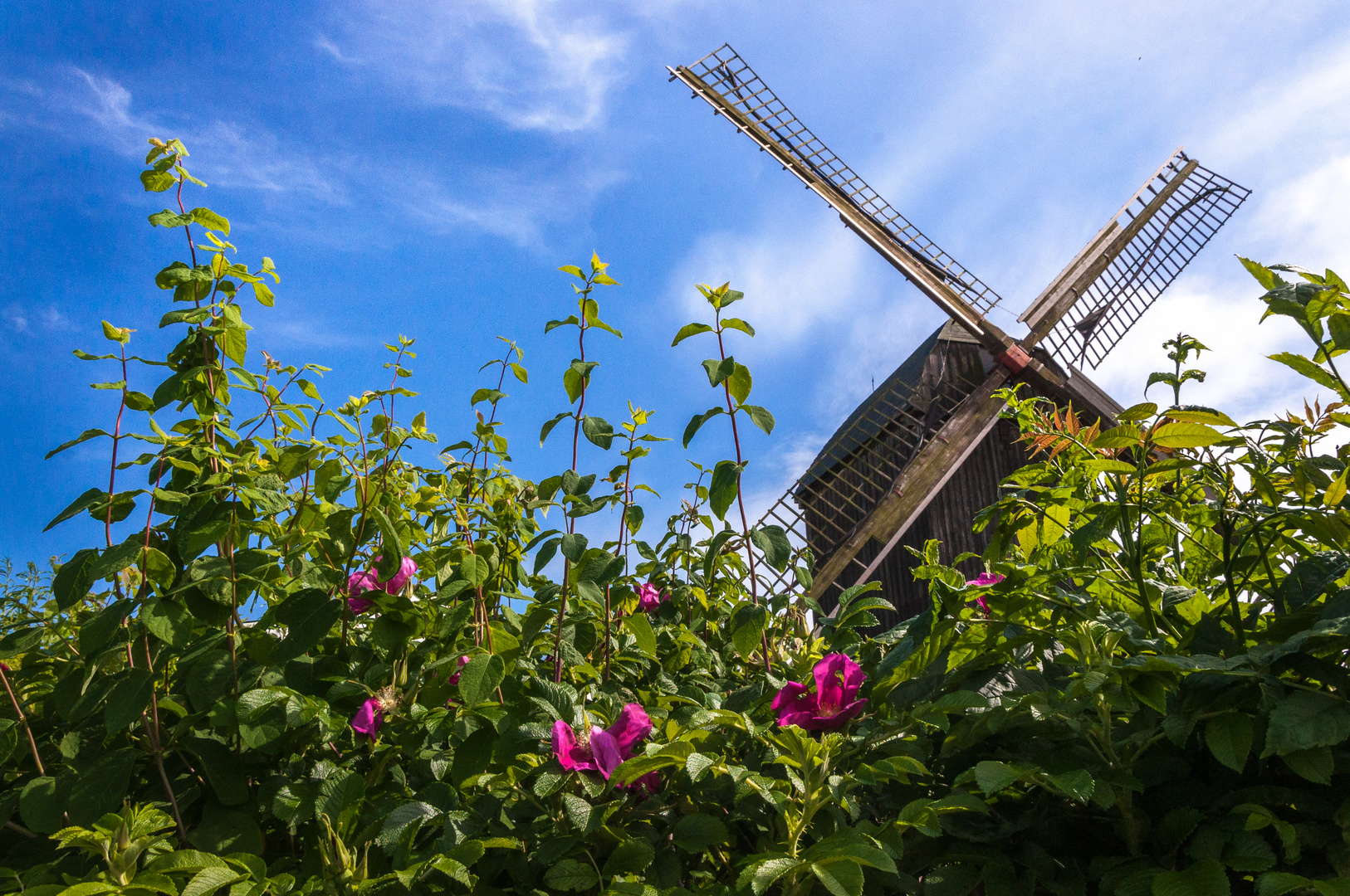 Buschrosen an  der Windmühle_