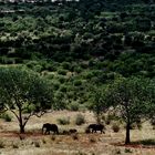 Buschsavanne in Tsavo