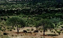 Buschsavanne in Tsavo