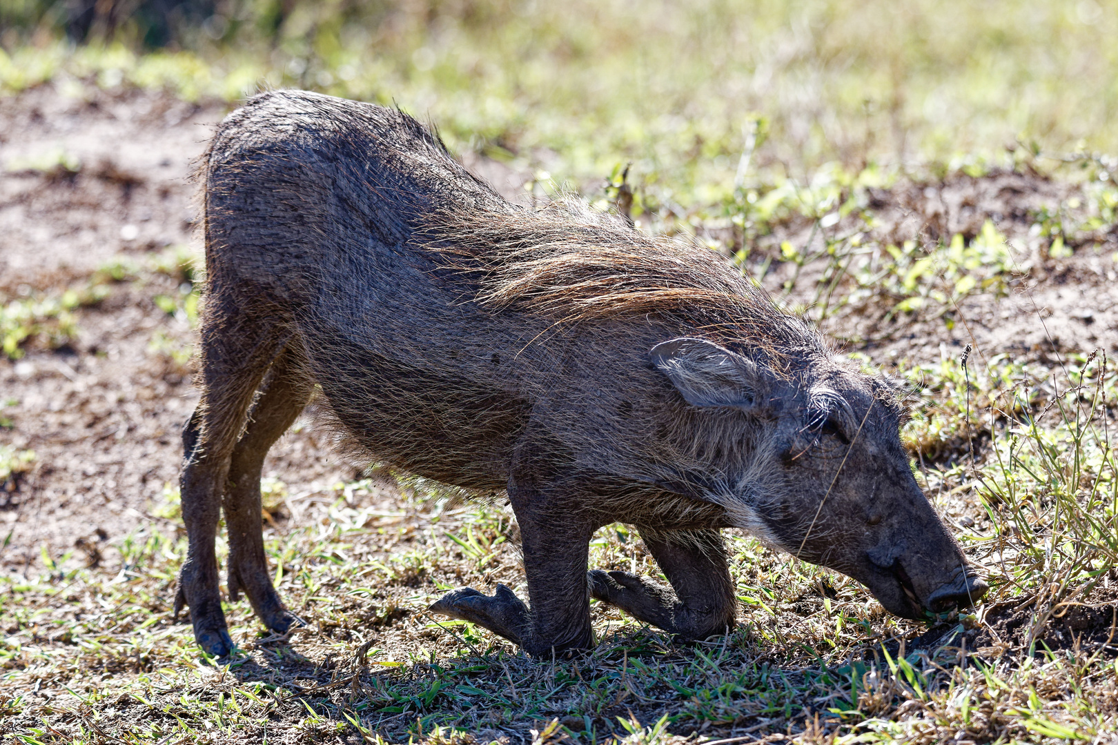 Buschschwein