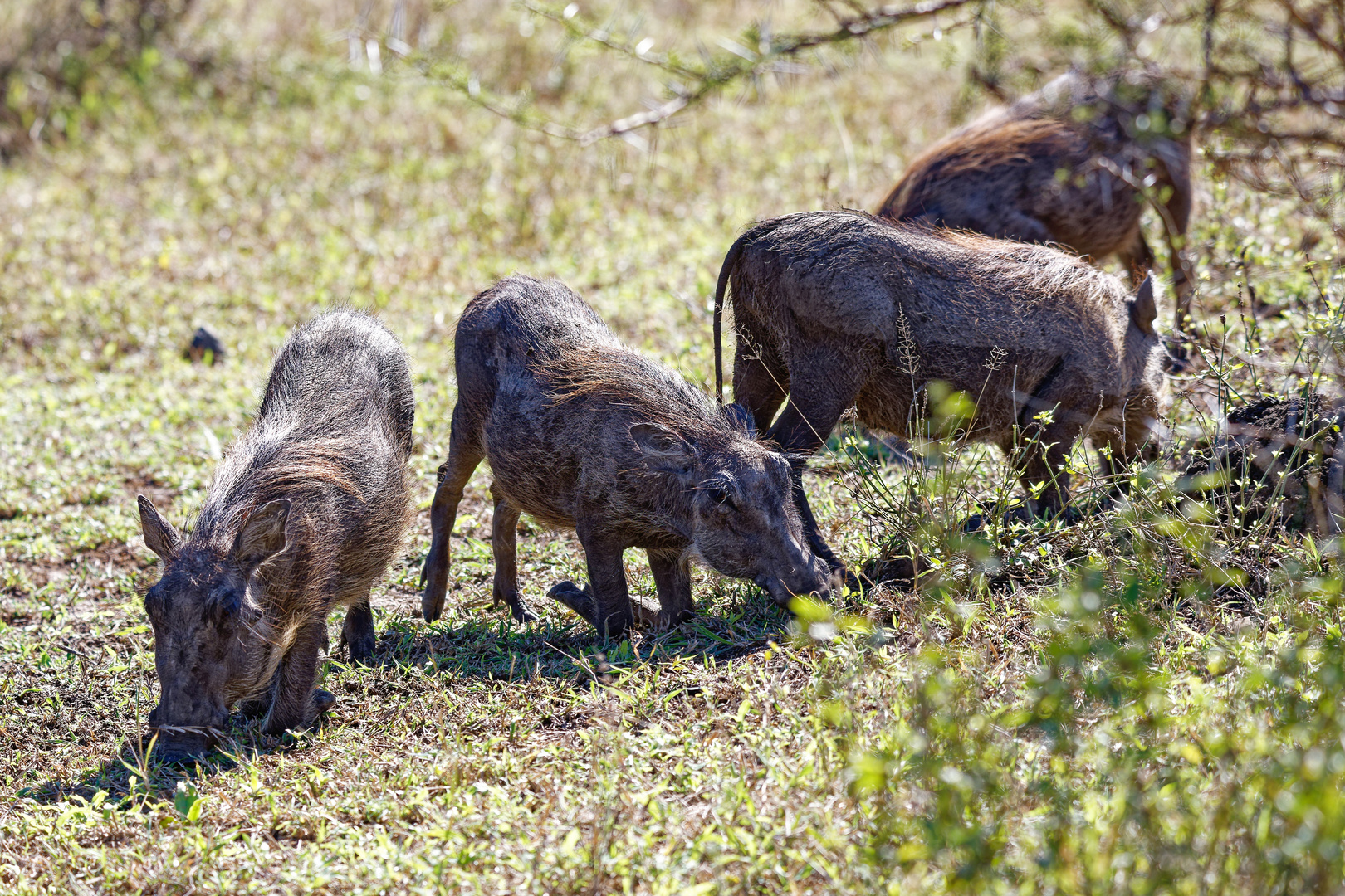 Buschschweine