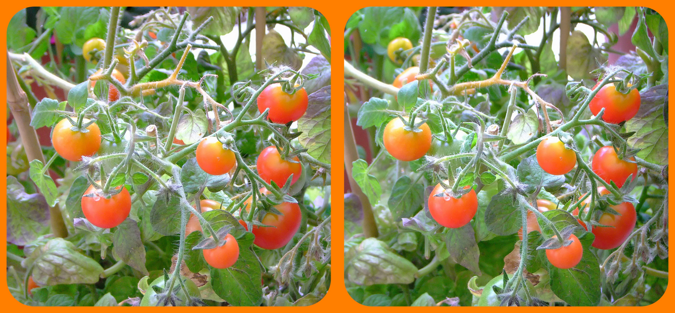 Buschtomaten Foto & Bild natur, pflanzen, gewächse Bilder auf