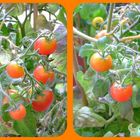 Buschtomaten