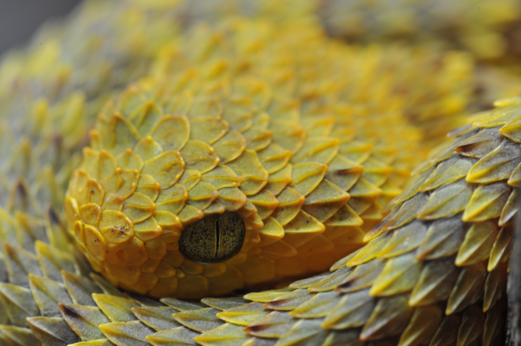 Buschviper (Atheris squamigera )