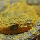 Buschviper (Atheris squamigera )