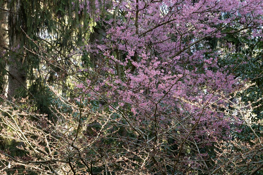 Buschwerk mit Blüten jetzt geht's los fc