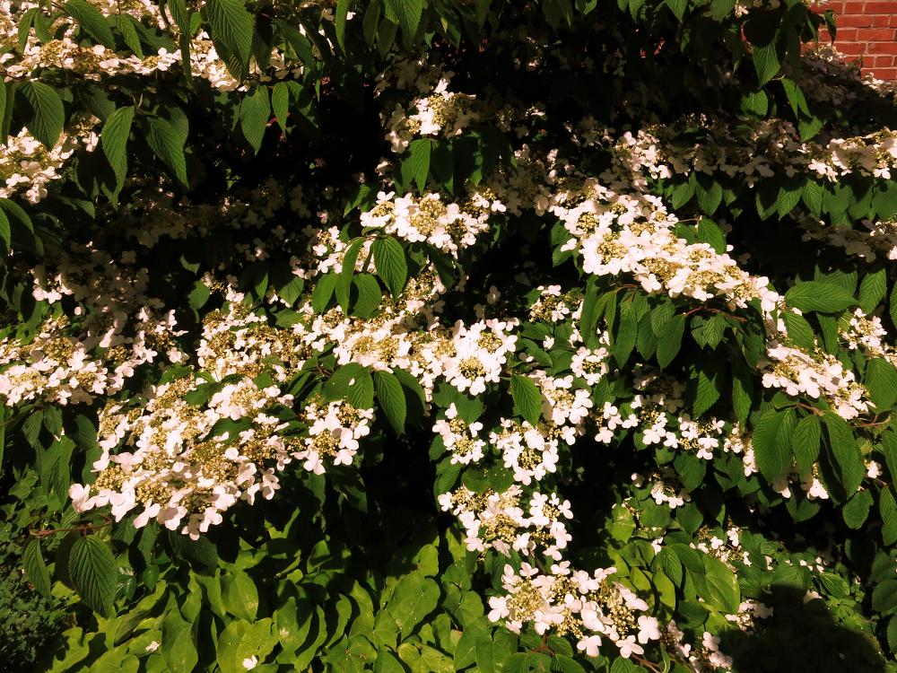 46+ Busch Mit Weißen Blüten, Mit ihren zarten weißen blüten