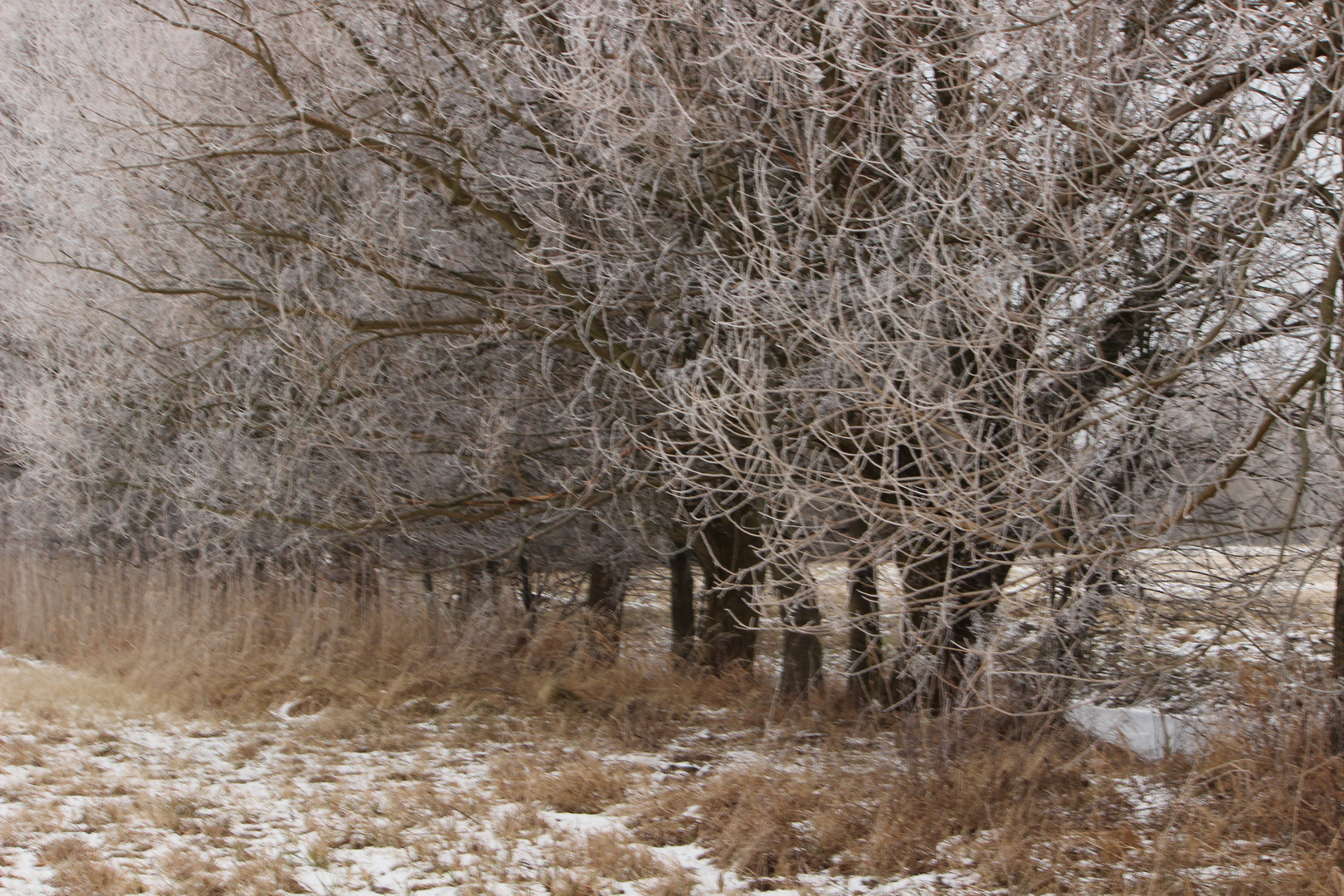 Buschwiesen im Winter