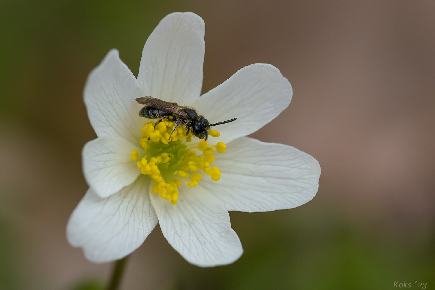 Buschwindbienchen