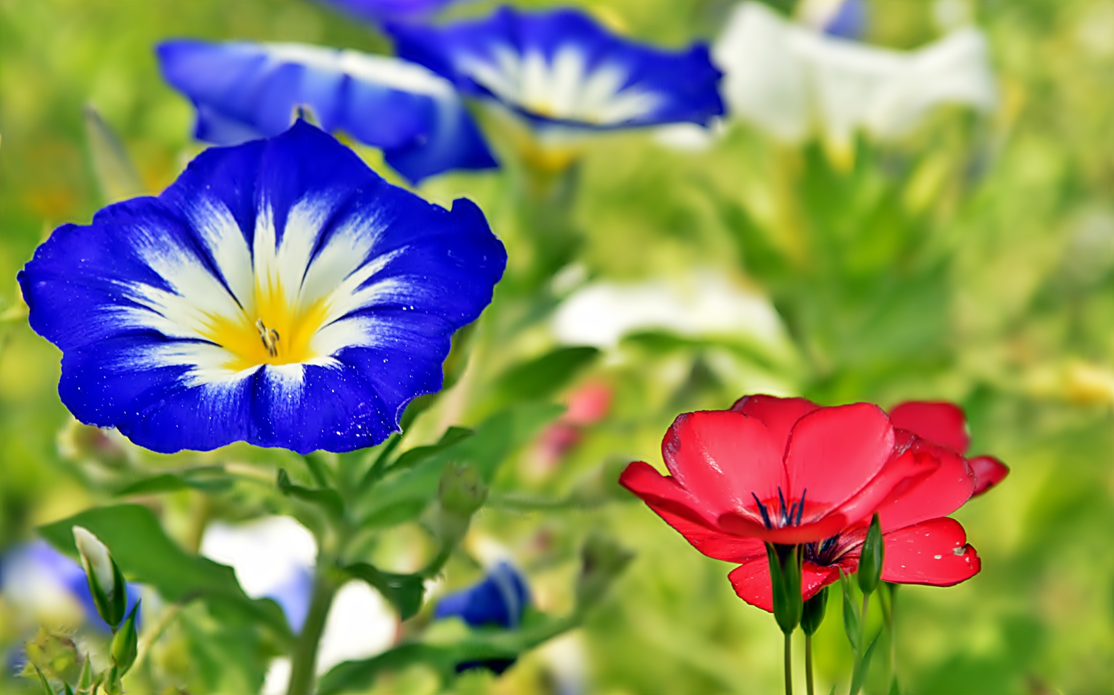 Buschwinde und Roter Lein