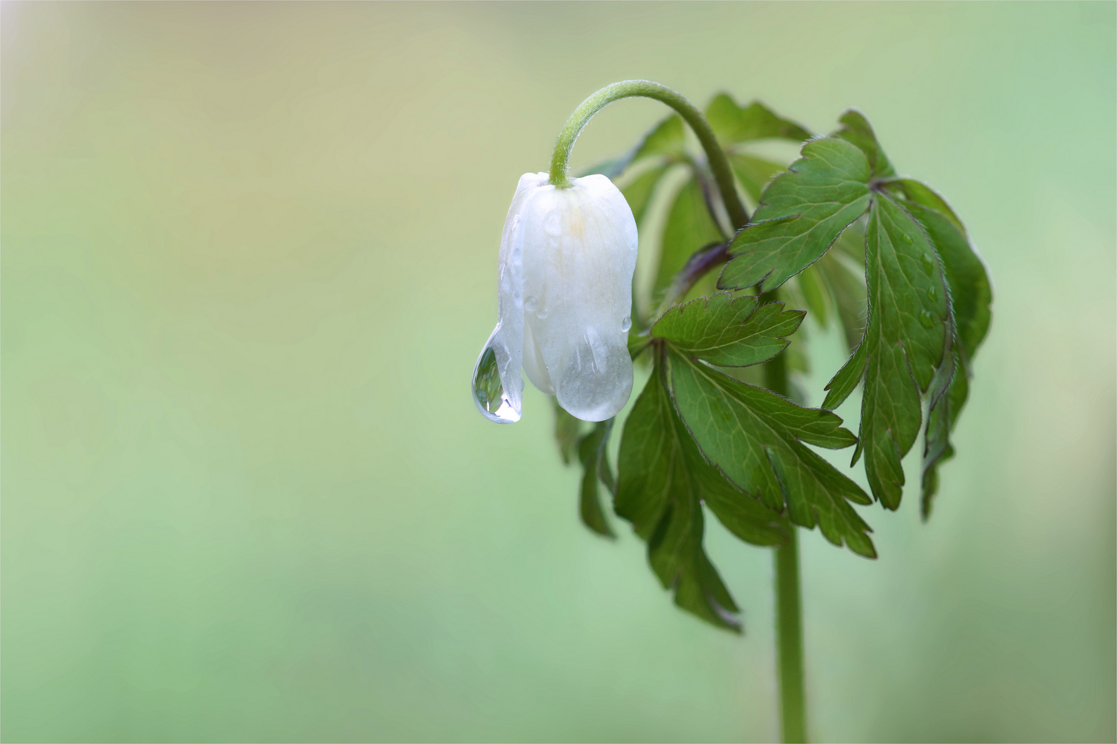 Buschwind(regen)röschen