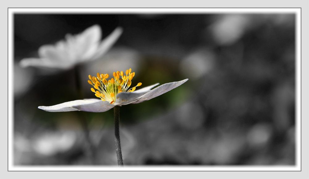 Buschwindröschen