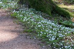 Buschwindröschen