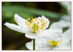 Buschwindröschen