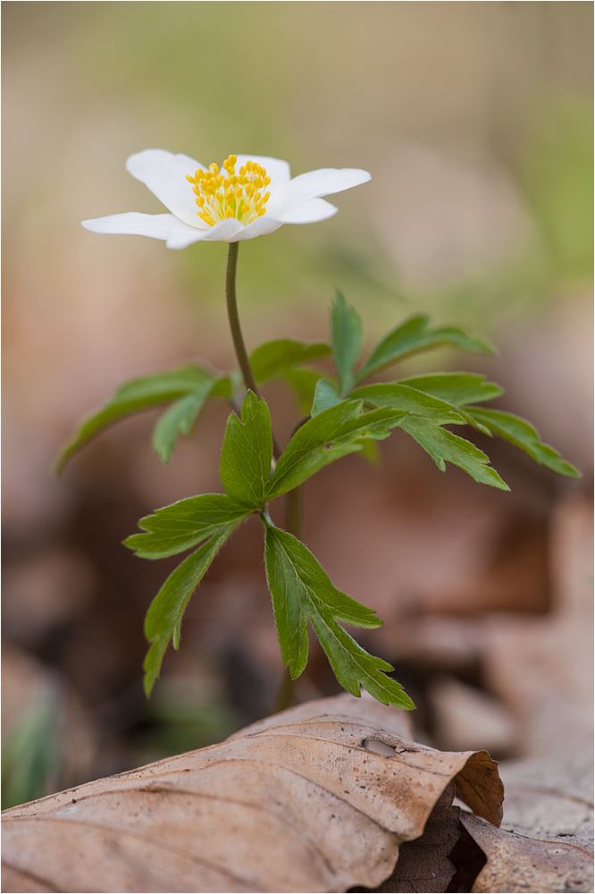 Buschwindröschen...