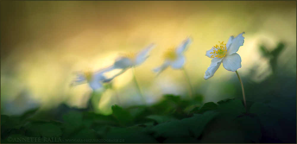 Buschwindröschen