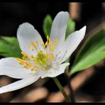 - Buschwindröschen 1 - ( Anemonenemorosa )