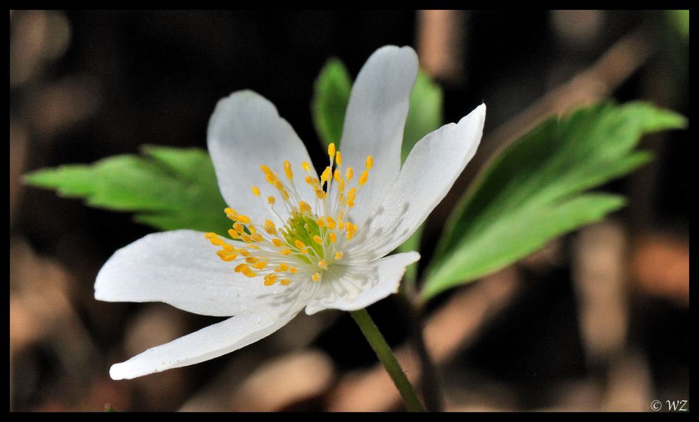 - Buschwindröschen 1 - ( Anemonenemorosa )