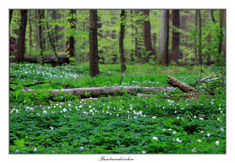 Buschwindröschen