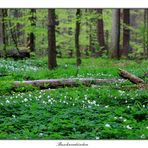 Buschwindröschen