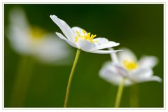 Buschwindröschen