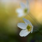 Buschwindröschen...