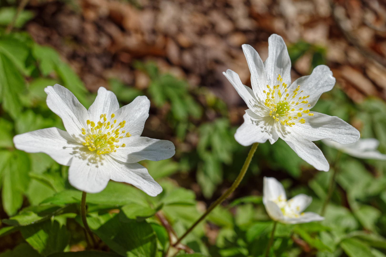 Buschwindröschen Foto & Bild | wald, frühling, natur Bilder auf fotocommunity