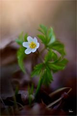 Buschwindröschen