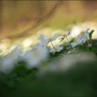 BuschWINDröschen