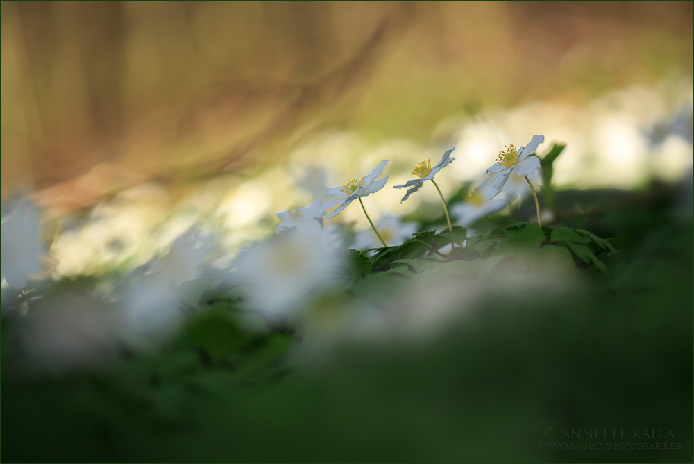 BuschWINDröschen