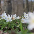 Buschwindröschen ... (3)