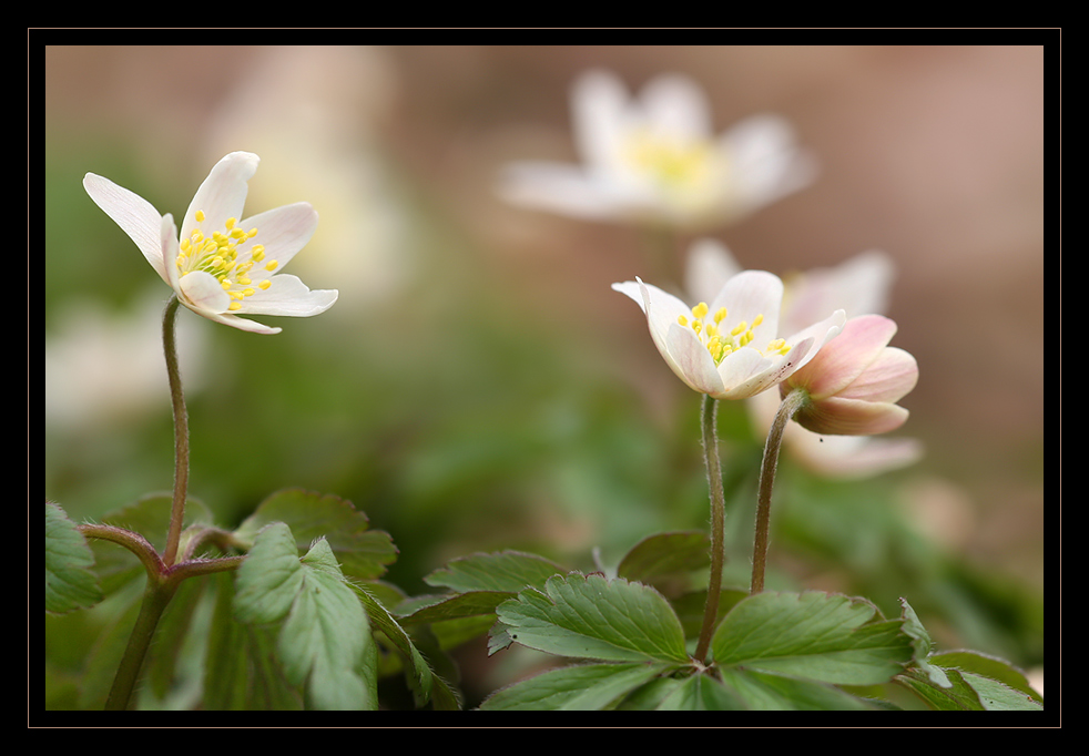 Buschwindröschen