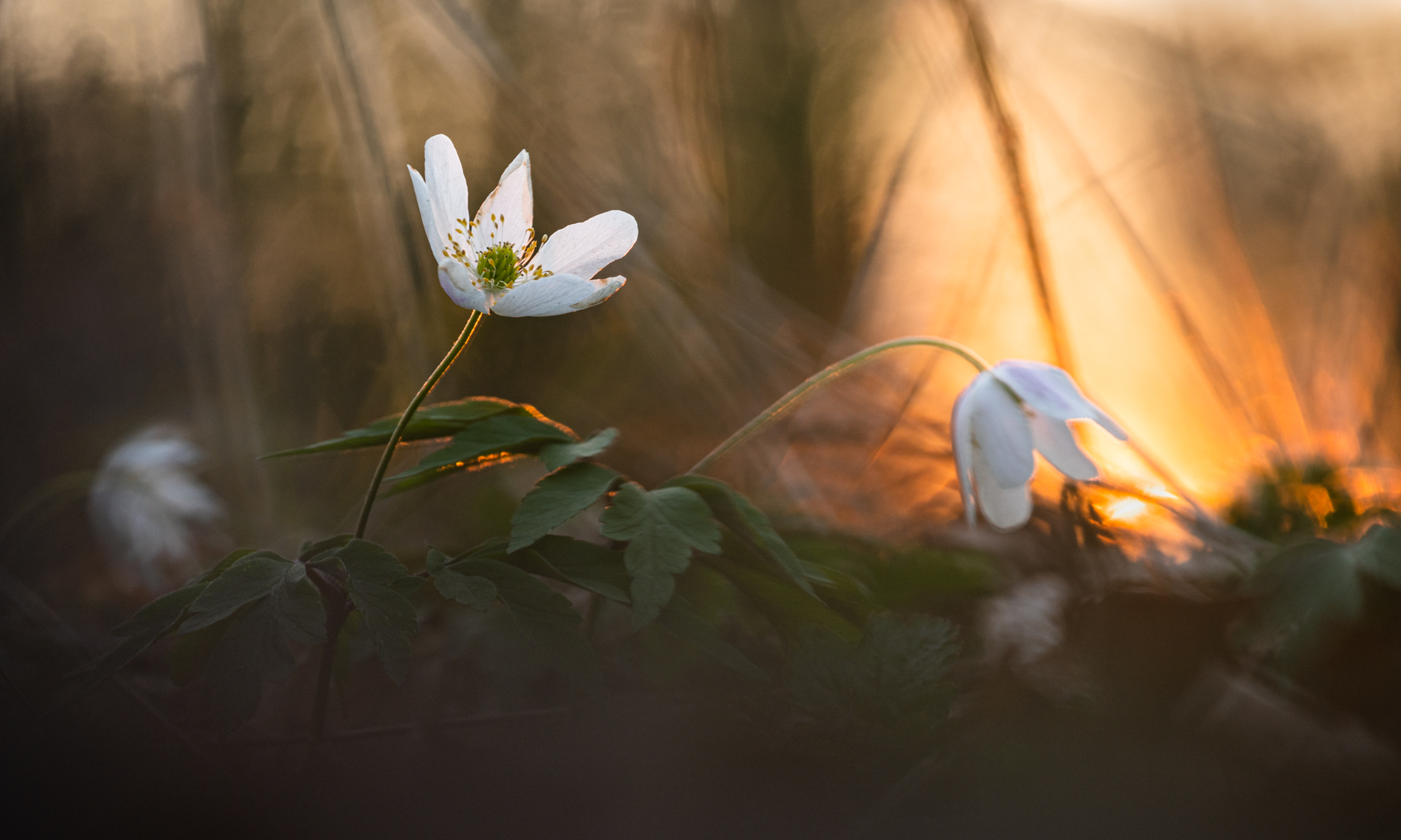 ______Buschwindröschen_________________