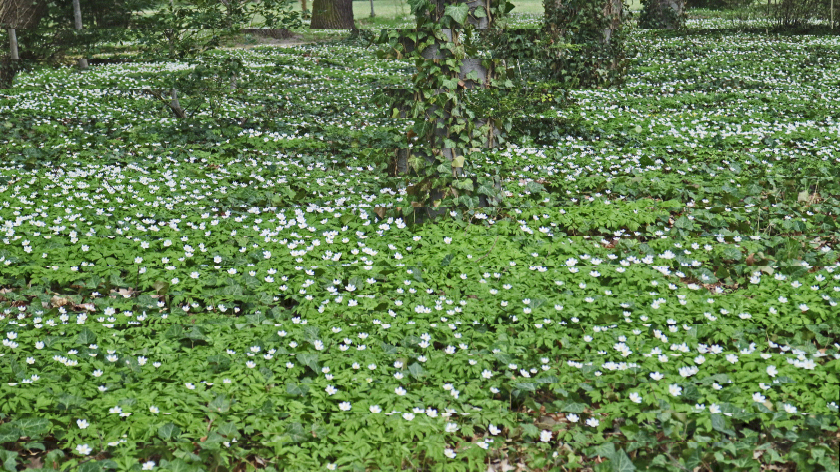 Buschwindröschen (3D)