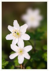 Buschwindröschen