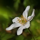 Buschwindröschen