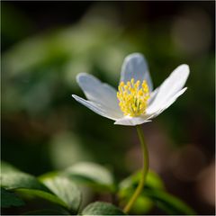 Buschwindröschen...