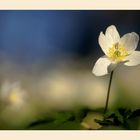 Buschwindröschen