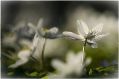 Buschwindröschen