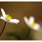 Buschwindröschen