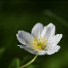 Buschwindröschen