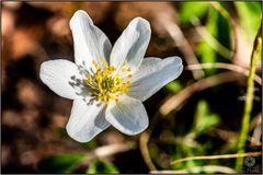 Buschwindröschen