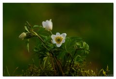 Buschwindröschen