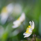 Buschwindröschen