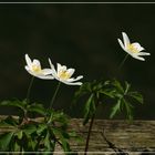 Buschwindröschen