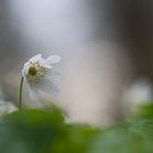 _____Buschwindröschen______