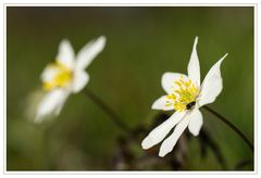 Buschwindröschen