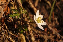 Buschwindröschen