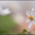 buschwindröschen ...