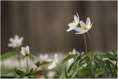 buschwindröschen.......